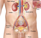  Bandingkan Sebelum & Sesudah Foto Operasi Penggantian Kelamin (Laki-Laki ke Perempuan)