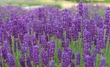 Compare Reviews, Prices & Costs of Colorectal Medicine in West Glamorgan at HazelTree Retreat | M-UN1-760